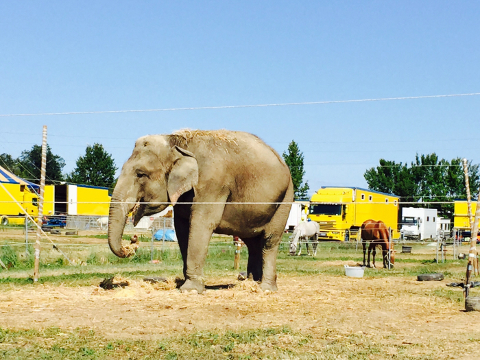 Elefante circo Nelly Orfey